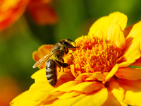 Что делать, если укусила оса, пчела или шершень