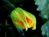 Лунный календарь огородника на июнь