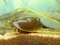 Кто самое древнее животное на Земле?