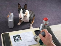 Правила перевозки животных в транспорте