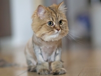 Можно ли стричь котов налысо?