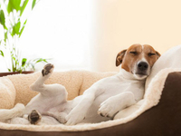 Куда пристроить животных на время отпуска