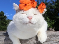 Международный день кошек: смешные фото хвостатых питомцев