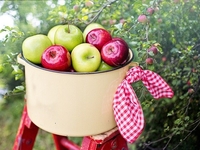 Какие садовые работы нужно сделать в сентябре