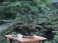 Національна премія з ландшафтної архітектури та садового дизайну 2021: список переможців