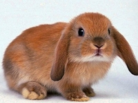 ТОП-5 самых модных домашних животных