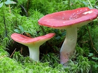 Идем в лес: как выбрать и приготовить сыроежки