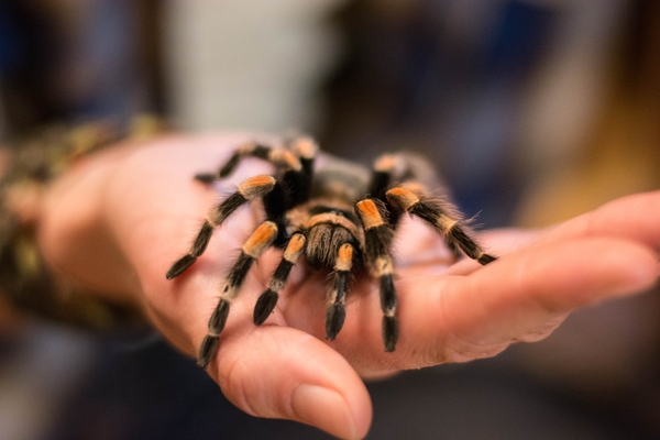 Пауки, если к ним присмотреться - даже ничего