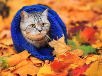 Гороскоп на 27 сентября 2021 года для всех знаков зодиака