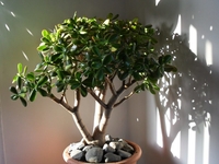 Что делать, если у «денежного дерева» опадают листья?