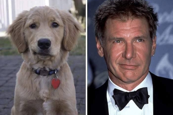 Харрисон Форд / Фото из открытых источников