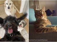 Вот непоседы: ТОП-15 самых смешных фото домашних любимцев