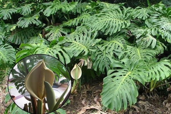 Лучшие растения для очищения воздуха в квартире