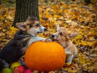 Гороскоп на 12 октября 2021 года для всех знаков зодиака