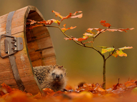 Гороскоп на 17 октября 2021 года для всех знаков зодиака