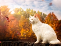 Гороскоп на 24 октября 2021 года для всех знаков зодиака