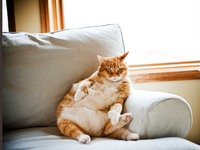 Самые ленивые знаки зодиака — кто они?