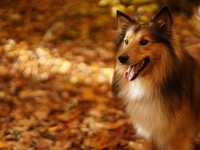 Гороскоп на 26 октября 2021 года для всех знаков зодиака