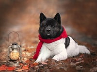 Гороскоп на 27 октября 2021 года для всех знаков зодиака