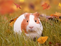 Гороскоп на 3 ноября 2021 года для всех знаков зодиака