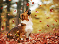 Гороскоп на 8 ноября 2021 года для всех знаков зодиака