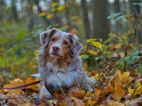 Гороскоп на 9 ноября 2021 года для всех знаков зодиака