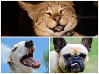 Они поднимут настроение! Смешные домашние животные, у которых веселая жизнь