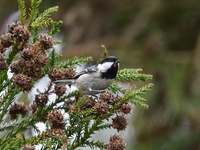 Гороскоп на 26 ноября 2021 года для всех знаков зодиака