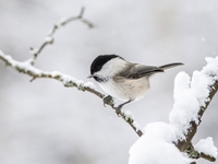 Гороскоп на 2 декабря 2021 года для всех знаков зодиака