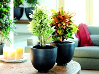 ТОП домашних растений, которые вампирят: где истина?