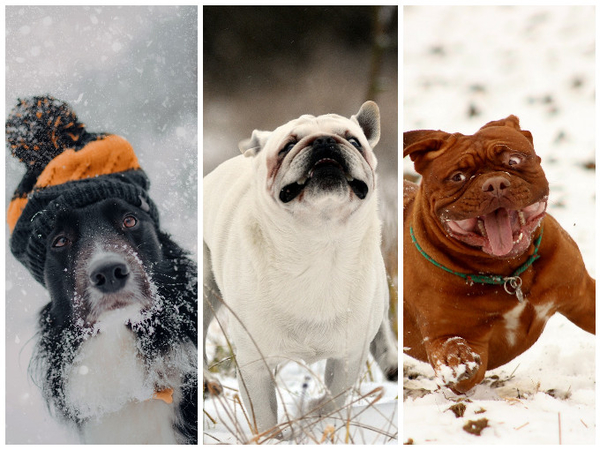 Забавная реакция животных на снег: фото