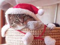 Гороскоп на 15 декабря 2021 года для всех знаков зодиака